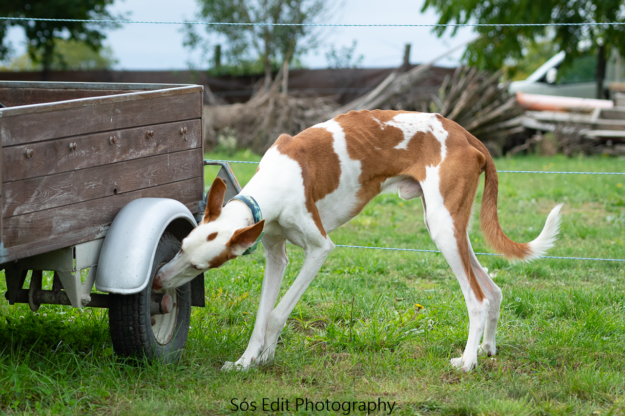 Nose work tréning közben kutya